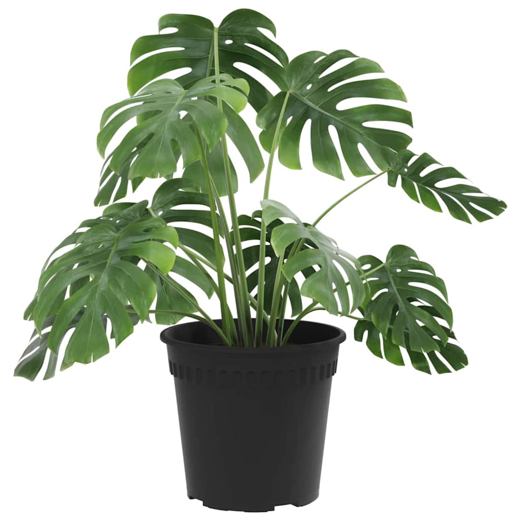 Rund Blomsterpotte 24 pcs Svart Ø 17 x 14 cm Plast