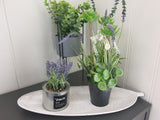 eukalyptus plante på stativ vist sammen med 2 andre planter på et løvfat plassert på en lekker grå kommode