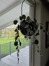 sort ampel med hengeplante hengende i et stuevindu ut mot overbygget terrasse med hvitt tak